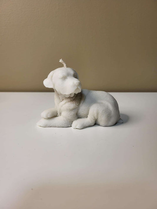 Labrador