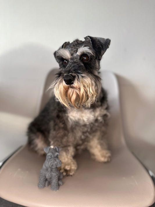 Schnauzer